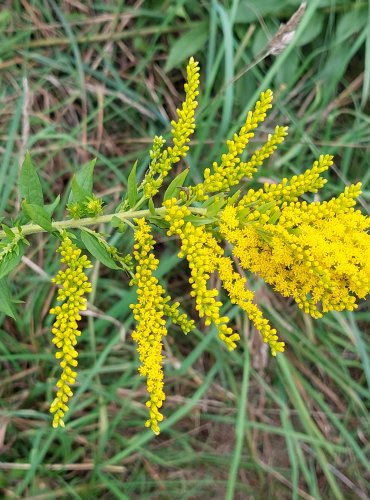 ZLATOBÝL KANADSKÝ (Solidago canadensis) FOTO: Marta Knauerová, 2022