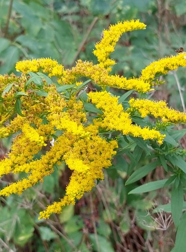 ZLATOBÝL KANADSKÝ (Solidago canadensis) FOTO: Marta Knauerová, 2022