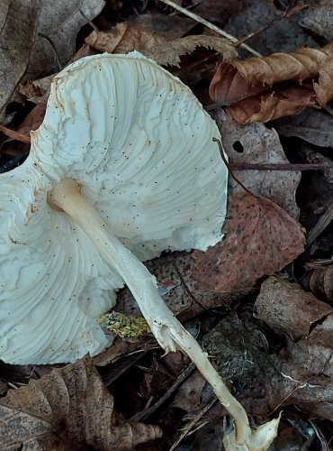 BEDLA BÍLÁ (Lepiota erminea) FOTO: Marta Knauerová, 2022