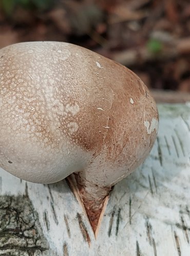 BŘEZOVNÍK OBECNÝ (Piptoporus botulinus) FOTO: Marta Knauerová, 2022