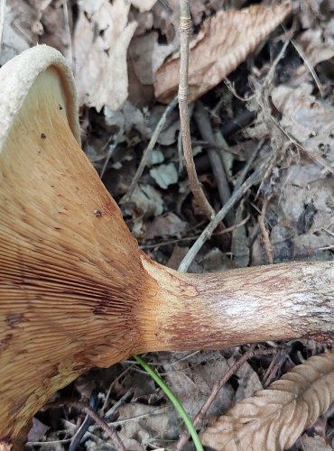 ČECHRATKA PODVINUTÁ (Paxillus involutus) FOTO: Marta Knauerová, 2022