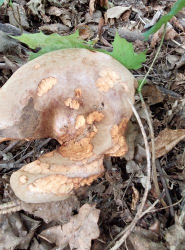 ČECHRATKA PODVINUTÁ (Paxillus involutus) FOTO: Marta Knauerová, 2022