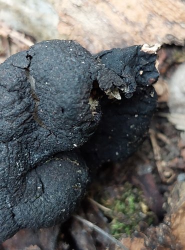 DŘEVNATKA KYJOVITÁ neboli MNOHOTVÁRNÁ (Xylaria polymorpha) FOTO: Marta Knauerová, 2022