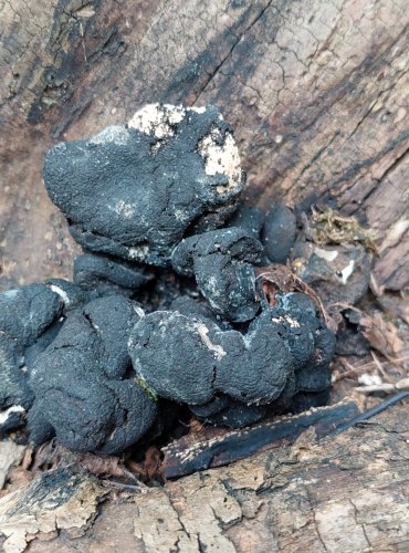 DŘEVNATKA KYJOVITÁ neboli MNOHOTVÁRNÁ (Xylaria polymorpha) FOTO: Marta Knauerová, 2022