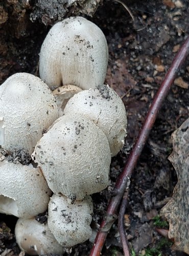 HNOJNÍK ROMAGNESIHO (Coprinopsis romagnesiana) FOTO: Marta Knauerová, 2022