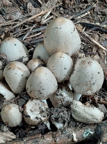 HNOJNÍK ROMAGNESIHO (Coprinopsis romagnesiana) FOTO: Marta Knauerová, 2022