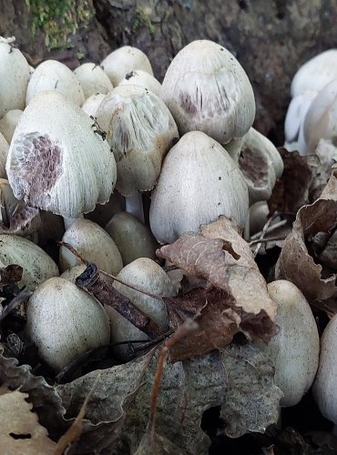 HNOJNÍK ROMAGNESIHO (Coprinopsis romagnesiana) FOTO: Marta Knauerová, 2022