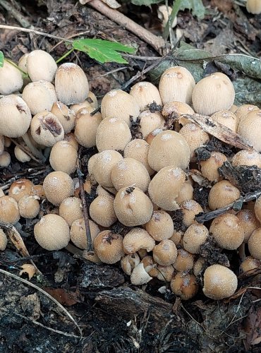 HNOJNÍK TŘPYTIVÝ (Coprinellus micaceus) FOTO: Marta Knauerová, 2022