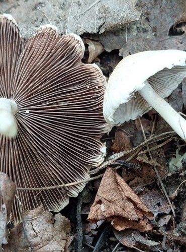 KŘEHUTKA CANDOLLEOVA (Psathyrella candeollana) FOTO: Marta Knauerová, 2022