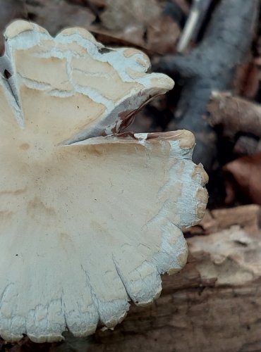 KŘEHUTKA CANDOLLEOVA (Psathyrella candeollana) FOTO: Marta Knauerová, 2022