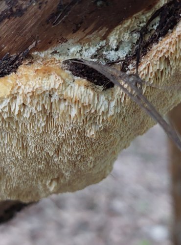 OUTKOVKA TROGOVA (Trametes trogii) FOTO: Marta Knauerová, 2022