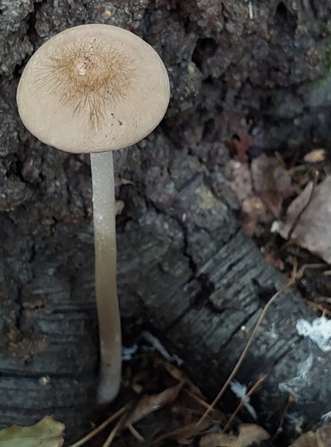 SLIZEČKA OCASATÁ neboli PENÍZOVKA KOŘENUJÍCÍ (Oudemansiella radicata) FOTO: Marta Knauerová, 2022