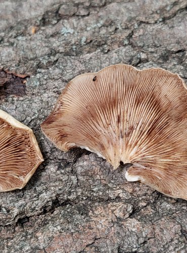 TREPKOVITKA MĚKKÁ (Crepidotus mollis) FOTO: Marta Knauerová, 2022