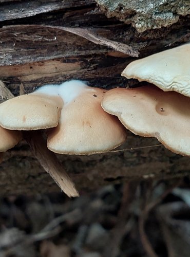 TREPKOVITKA MĚKKÁ (Crepidotus mollis) FOTO: Marta Knauerová, 2022