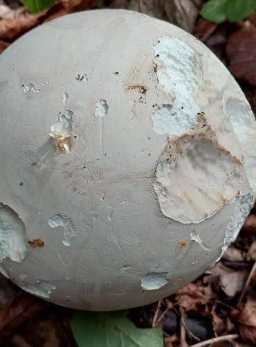 VATOVEC OBROVSKÝ (Calvatia gigantea) FOTO: Marta Knauerová, 2022