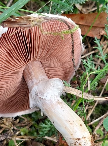 ŽAMPION POLNÍ (Agaricus campestris) FOTO: Marta Knauerová, 2022