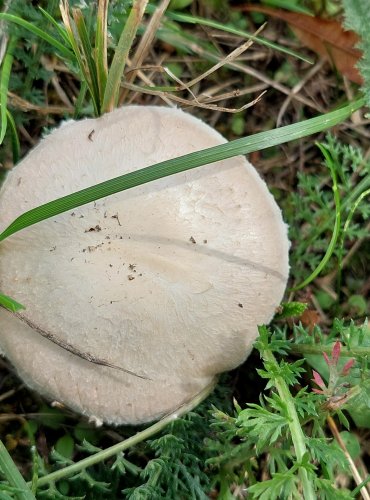 ŽAMPION POLNÍ (Agaricus campestris) FOTO: Marta Knauerová, 2022