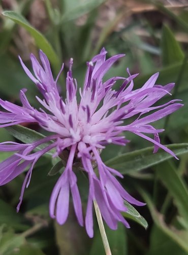 CHRPA LUČNÍ (Centaurea jacea) FOTO: Marta Knauerová, 7/2023