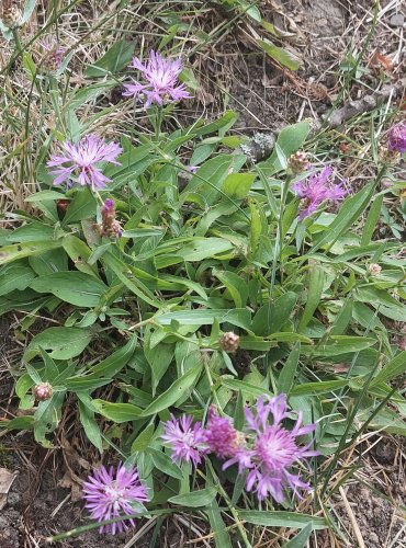 CHRPA LUČNÍ (Centaurea jacea) FOTO: Marta Knauerová, 7/2023