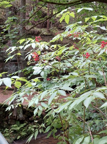 BEZ HROZNATÝ (Sambucus racemosa) – ZRAJÍCÍ PLODY – FOTO: Marta Knauerová, 2022