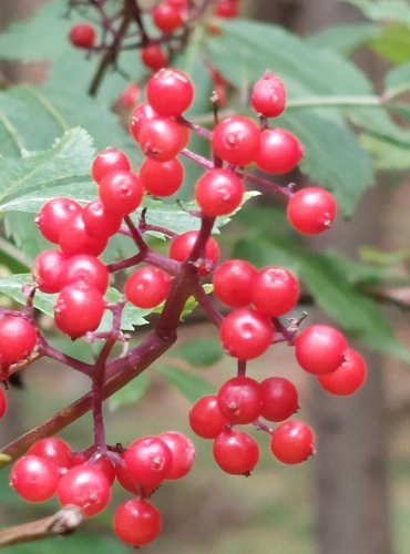 BEZ HROZNATÝ (Sambucus racemosa) – ZRAJÍCÍ PLODY – FOTO: Marta Knauerová, 2022