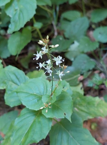 ČAROVNÍK PAŘÍŽSKÝ (Circaea lutetiana) FOTO: Marta Knauerová, 2022