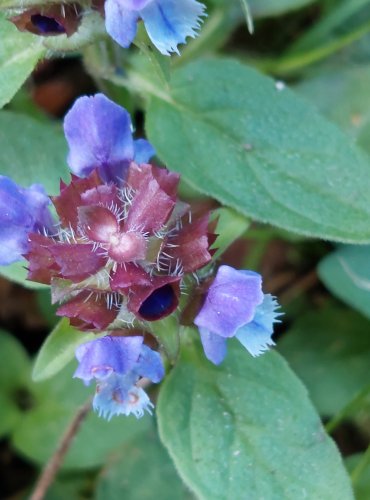 ČERNOHLÁVEK OBECNÝ (Prunella vulgaris) FOTO: Marta Knauerová, 2022
