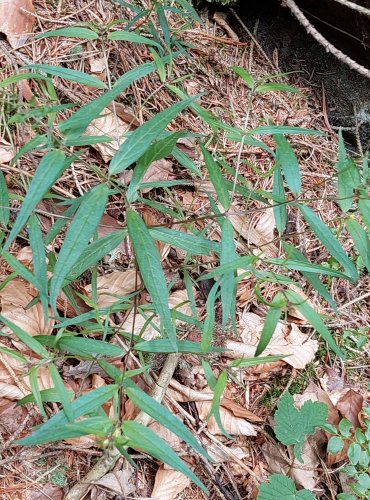 ČERNÝŠ LUČNÍ (Melampyrum pratense) FOTO: Marta Knauerová, 2022