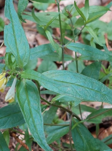 ČERNÝŠ LUČNÍ (Melampyrum pratense) FOTO: Marta Knauerová, 2022