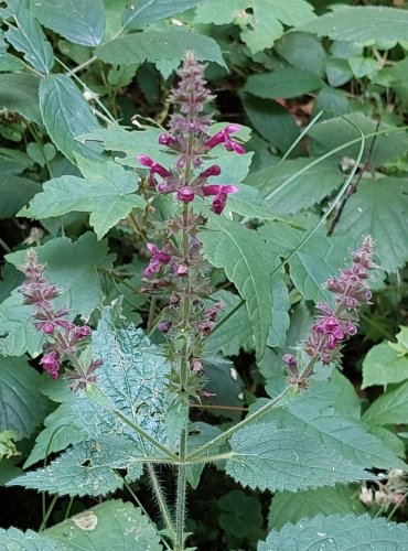 ČISTEC LESNÍ (Stachys sylvatica) FOTO: Marta Knauerová, 2022