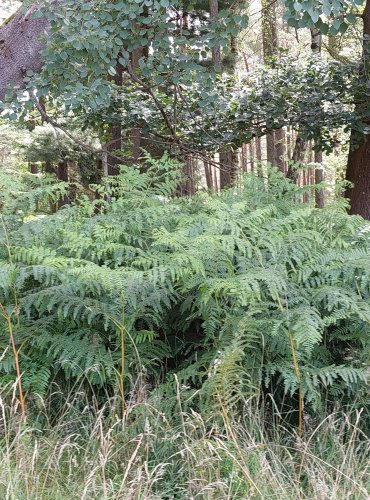 HASIVKA ORLIČÍ (Pteridium aquilinum) FOTO: Marta Knauerová, 2022