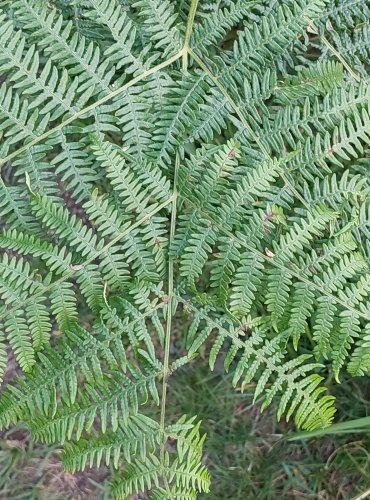HASIVKA ORLIČÍ (Pteridium aquilinum) FOTO: Marta Knauerová, 2022