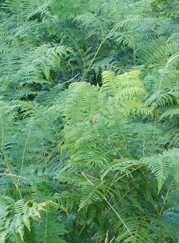 HASIVKA ORLIČÍ (Pteridium aquilinum) FOTO: Marta Knauerová, 2022