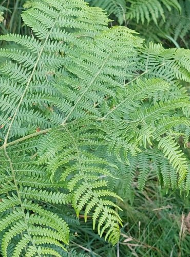 HASIVKA ORLIČÍ (Pteridium aquilinum) FOTO: Marta Knauerová, 2022