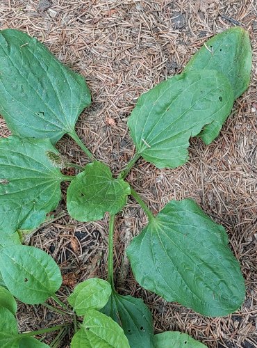 JITROCEL VĚTŠÍ (Plantago major) FOTO: Marta Knauerová, 2022