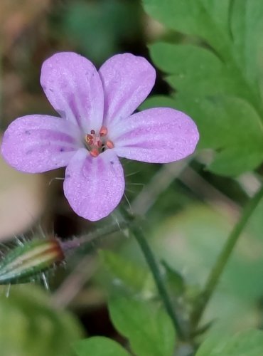 KAKOST SMRDUTÝ (Geranium robertianum) FOTO: Marta Knauerová, 2022
