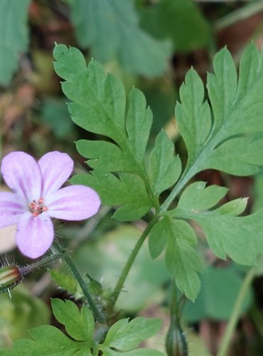 KAKOST SMRDUTÝ (Geranium robertianum) FOTO: Marta Knauerová, 2022