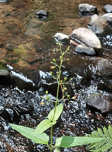 KRTIČNÍK HLÍZNATÝ (Scrophularia nodosa) ZRAJÍCÍ PLODENSTVÍ – FOTO: Marta Knauerová, 2022