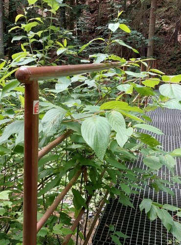 KŘÍDLATKA (Reynoutria spp.) bez bližšího určení – FOTO: Marta Knauerová, 2022