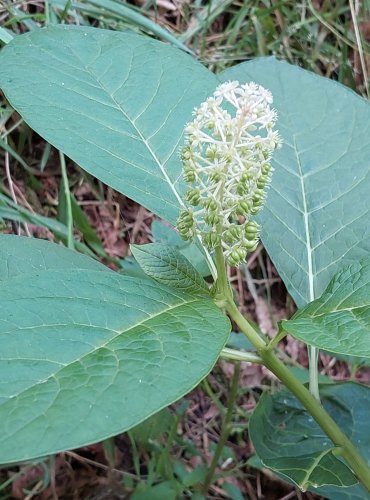 LÍČIDLO AMERICKÉ (Phytolacca americana) – zavlečený druh, ZRAJÍCÍ PLODENSTVÍ – FOTO: Marta Knauerová