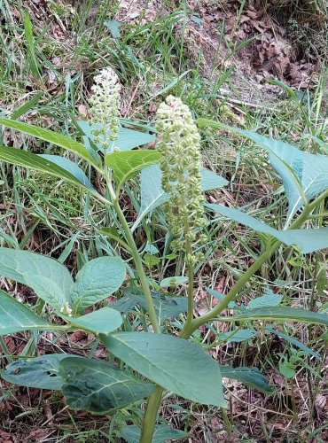 LÍČIDLO AMERICKÉ (Phytolacca americana) – zavlečený druh, ZRAJÍCÍ PLODENSTVÍ – FOTO: Marta Knauerová