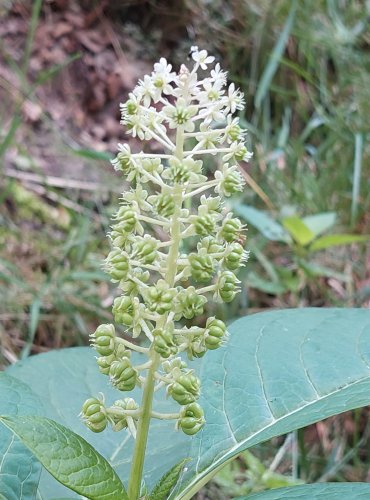 LÍČIDLO AMERICKÉ (Phytolacca americana) – zavlečený druh, ZRAJÍCÍ PLODENSTVÍ – FOTO: Marta Knauerová