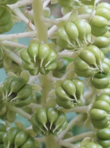 LÍČIDLO AMERICKÉ (Phytolacca americana) – zavlečený druh, ZRAJÍCÍ PLODENSTVÍ – FOTO: Marta Knauerová