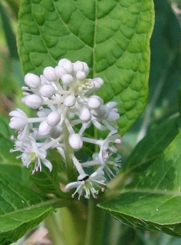 LÍČIDLO AMERICKÉ (Phytolacca americana) – zavlečený druh – FOTO: Marta Knauerová, 2022