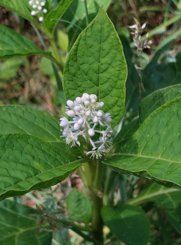 LÍČIDLO AMERICKÉ (Phytolacca americana) – zavlečený druh – FOTO: Marta Knauerová, 2022