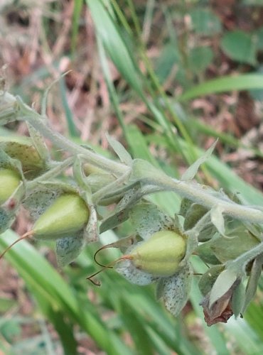 NÁPRSTNÍK ČERVENÝ (Digitalis purpurea) ZRAJÍCÍ PLODENSTVÍ – FOTO: Marta Knauerová, 2022