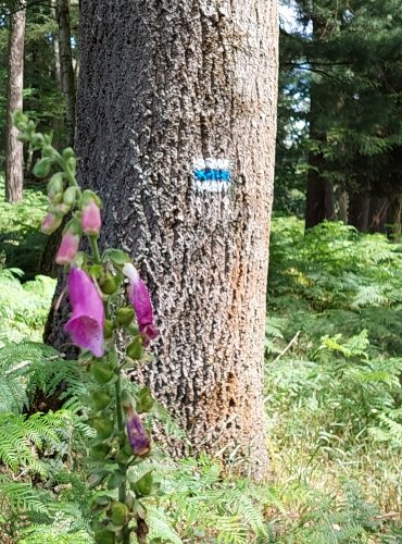 NÁPRSTNÍK ČERVENÝ (Digitalis purpurea) ZRAJÍCÍ PLODENSTVÍ – FOTO: Marta Knauerová, 2022