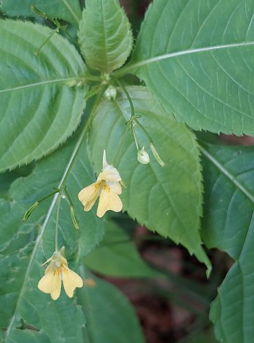 NETÝKAVKA MALOKVĚTÁ (Impatiens parviflora) FOTO: Marta Knauerová, 2022