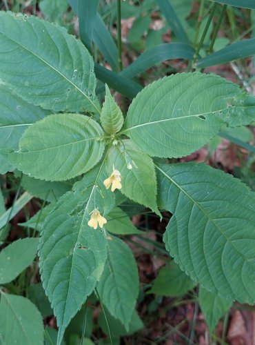 NETÝKAVKA MALOKVĚTÁ (Impatiens parviflora) FOTO: Marta Knauerová, 2022