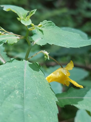 NETÝKAVKA NEDŮTKLIVÁ (Impatiens noli-tangere) FOTO: Marta Knauerová, 2022